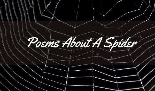 Poems About A Spider